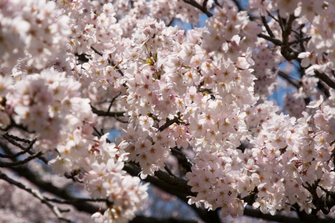 2015桜