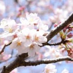 2016年3月最終日の桜スナップ（三分咲き）