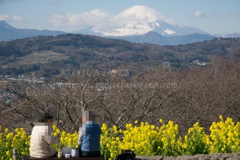 富士山と菜の花-吾妻山公園